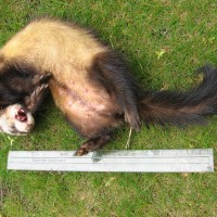 Ferret Polecat